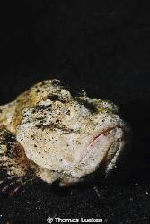 found in Lembeh; D200 by Thomas Lueken 